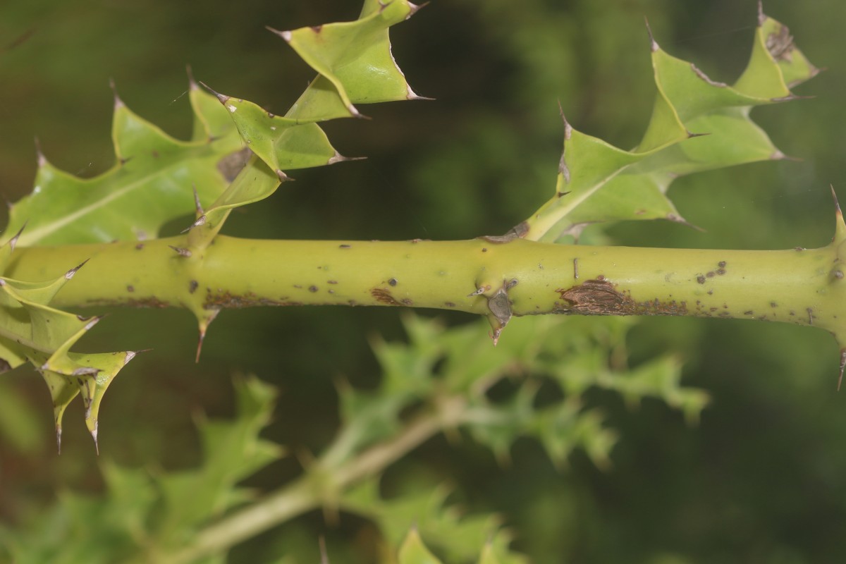 Acanthus ilicifolius L.